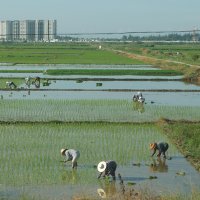 peterlippe-sanya-reisanbau_P1060431_w200px.jpg